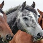 Tierhalterhaftpflicht vergleichen