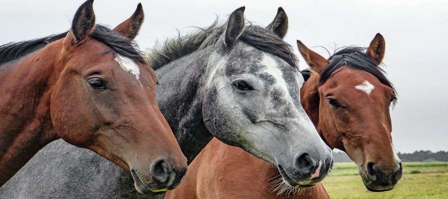 Tierhalterhaftpflicht vergleichen